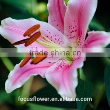 Natural Real Touch Lilium Sorbonne Lily For Cut Flower photo-2