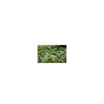 coleus Forskohlii Extract