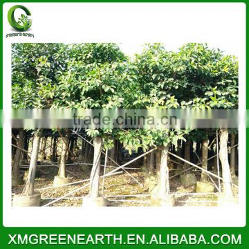 Ficus altissima diameter 10-15cm (1)