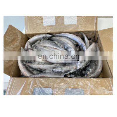 Seafrozen Pacific Mackerel Fish Whole Round BQF 200-400g 400-600g for Market photo-4