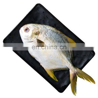 china factory golden pompano frozen golden pompfret frozen golden pompano fish trachinotus ovatus