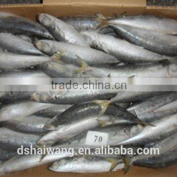 Frozen Whole slender mackerel from China