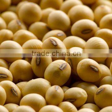 Soybean