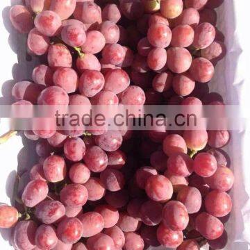 2016 new crop fresh red grape