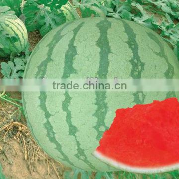 ZHN 6 high resistance good taste seedless watermelon seeds