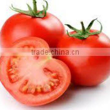 Best Quality Tomato