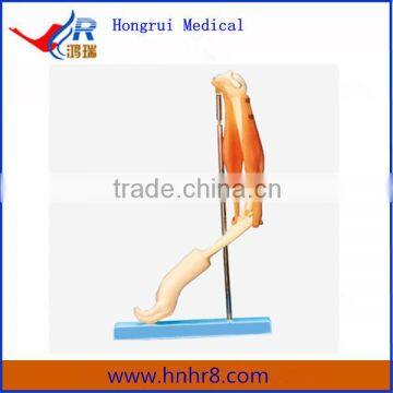 Elbow Joint with Functional Muscles Anatomical Model