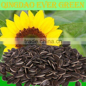 new crop chinese black Sunflower seeds 363