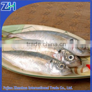 right season frozen saba fish pacific mackerel