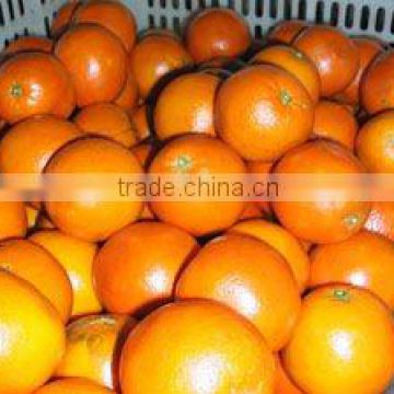 Navel orange