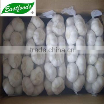 Chinese hot sales pure white garlic