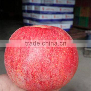 Sale Apple Fruits to Russia Sweet Qinguan Apples Fruits Containing Vitamin E