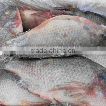 2016 Newly processed whole round black tilapia fish