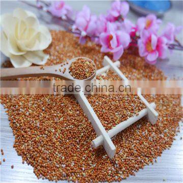 Well Chosen Yellow Millet in Husk photo-5