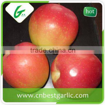 Chinese royal red gala apples fruit