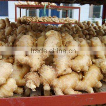 dried ginger