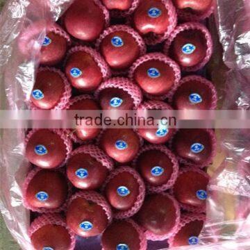 2016 Chinese fresh huaiu apple best price huaniu apple factory