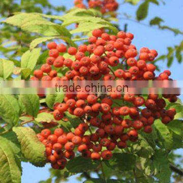 China wild dried mountain ash/rowan