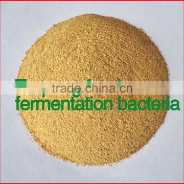 ZYM-F17 Trepang Feed Fermentation Bacteria