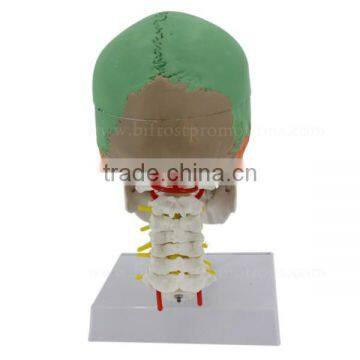 Vivid Human Body Anatomy Bone Plastic Skull Model photo-4