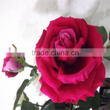 Making Indian Rose Flower Artificial Rose Polyester Artificial Flower photo-3