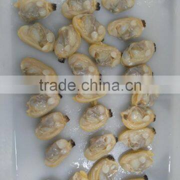 Whole Shell and Whole Cooked Clam in Season for Sale photo-4