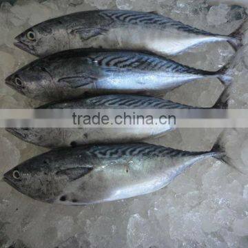 Frozen Bonito Whole Fish photo-2