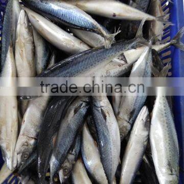 Frozen Mackerel Fish Whole Round for Sale and for Canned photo-2