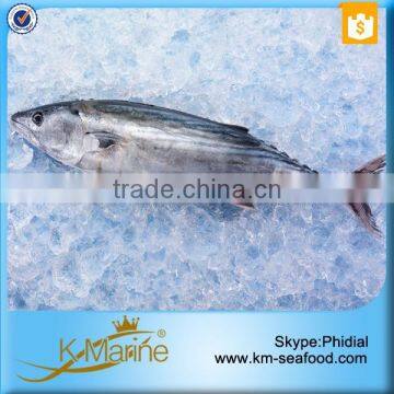 2016 Best Sale Frozen Sarda Sell Fresh Tuna Fish