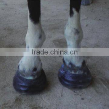 equine