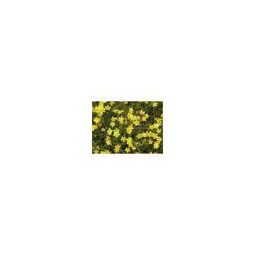 Cat\'s Claw Extract (Alkaloids 3%)/Buttercup Root Extract