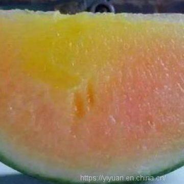 Watermelon F1 Hybrid Sweet Melon Seeds Fruit Seeds No.89 photo-4
