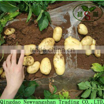 2016 Spring Onion Price Red/Yellow/White Onion