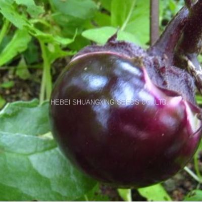 Good quality purple eggplant seeds vegetable seeds