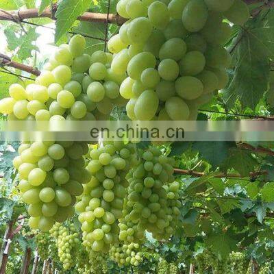 100% BEST SELLERS DRIED RAISIN WITH BEST PRICE FROM VIET NAM photo-3