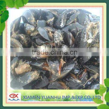 IQF Frozen Boiled Blue Mussel Without Shell photo-3