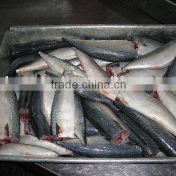 HGT frozen pacific mackerel