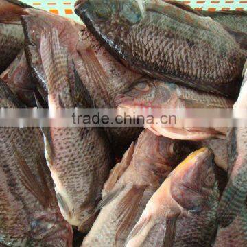 High Quality Fish Headless Clean Whole Frozen Tilapia fish