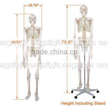 Life Size Anatomical Anatomy Human Skeleton Mode Medical Teaching Aids w/ Movable Stand