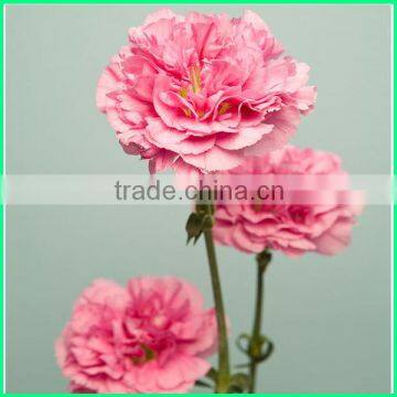 Decorative Artificial Silk Fresh Flower Carnation Wholesale