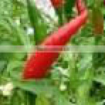 Organic Fresh Bird Chilli photo-2