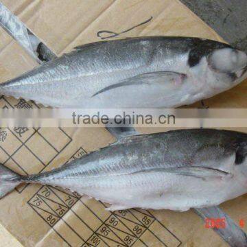 Horse Mackerel