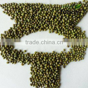Green Beans for Wholesale Dried Beans