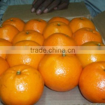 Egypt mandarin citrus