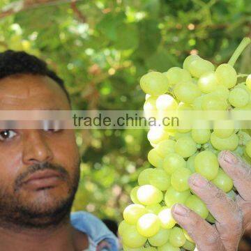 GRAPES