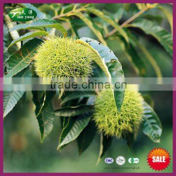 Organic Double Gunny Bag Packaged Chinese Fresh Raw Chestnuts