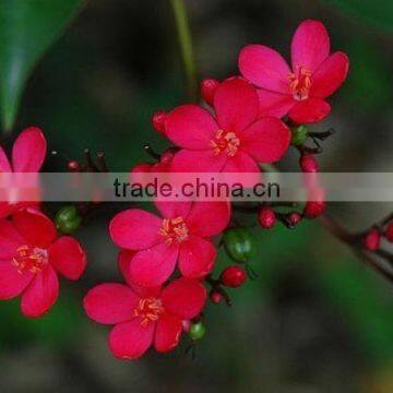 evergreen foliage blooming red flower outdoor landscaping decorative ornamental plants Jatropha integerrima