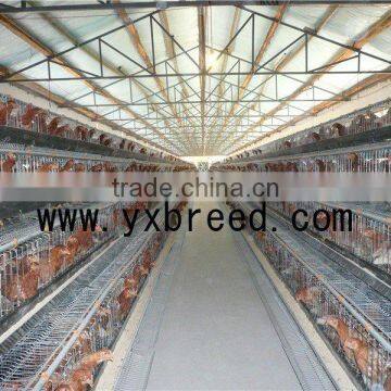 chicken shed