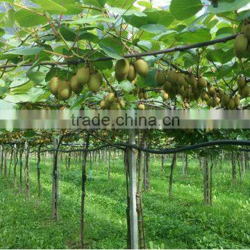 Microelement Fertilizer photo-4