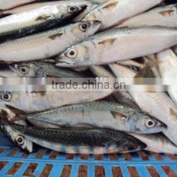 Frozen Pacific Mackerel Fish New Good Quality photo-4